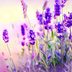 10 Bee-Friendly Plants to Make Your Garden a Pollinator Paradise