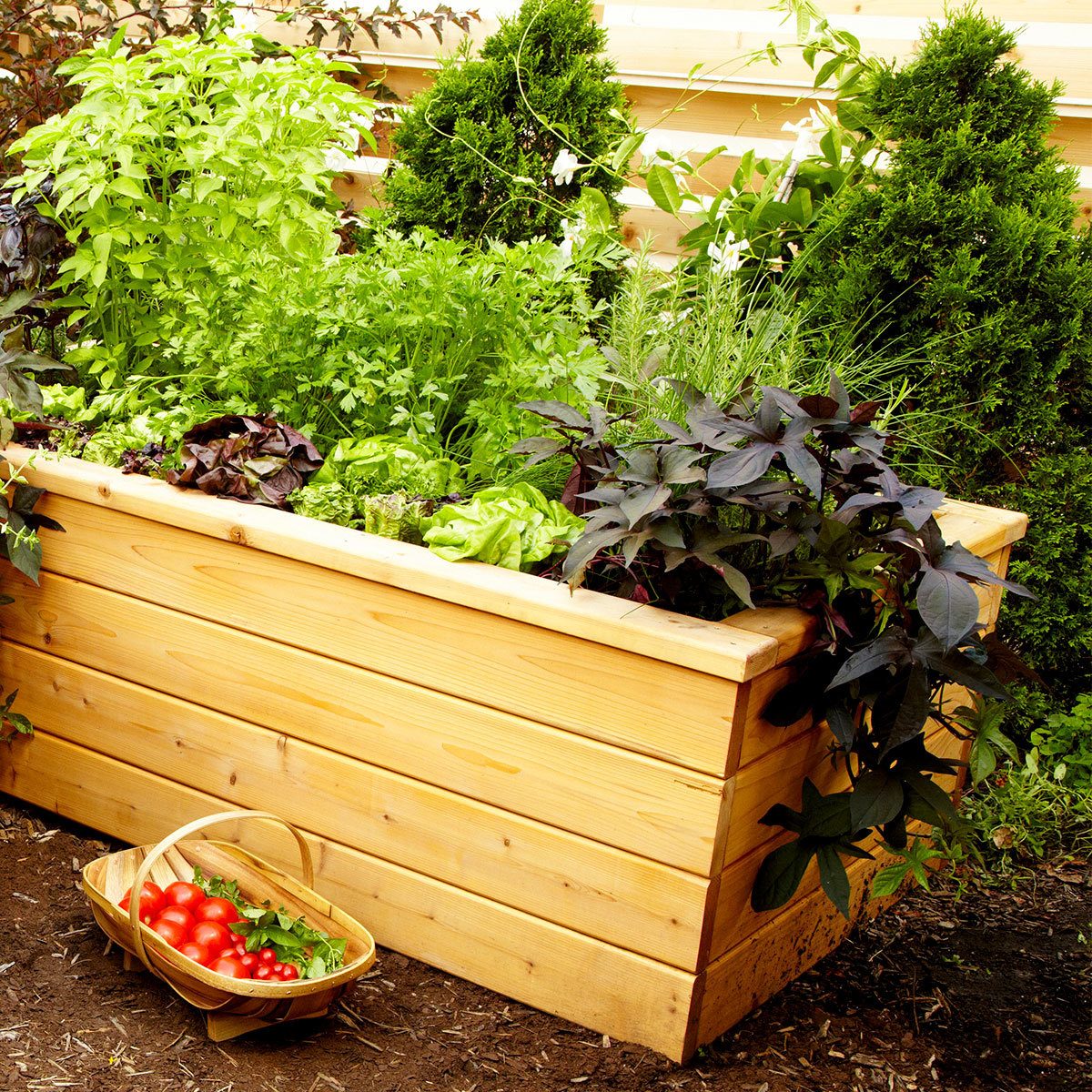 A wooden planter is filled with various green herbs and vegetables, with a basket of red tomatoes placed nearby in a garden setting.