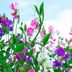 15 Colorful Plants to Brighten Up Your Landscape