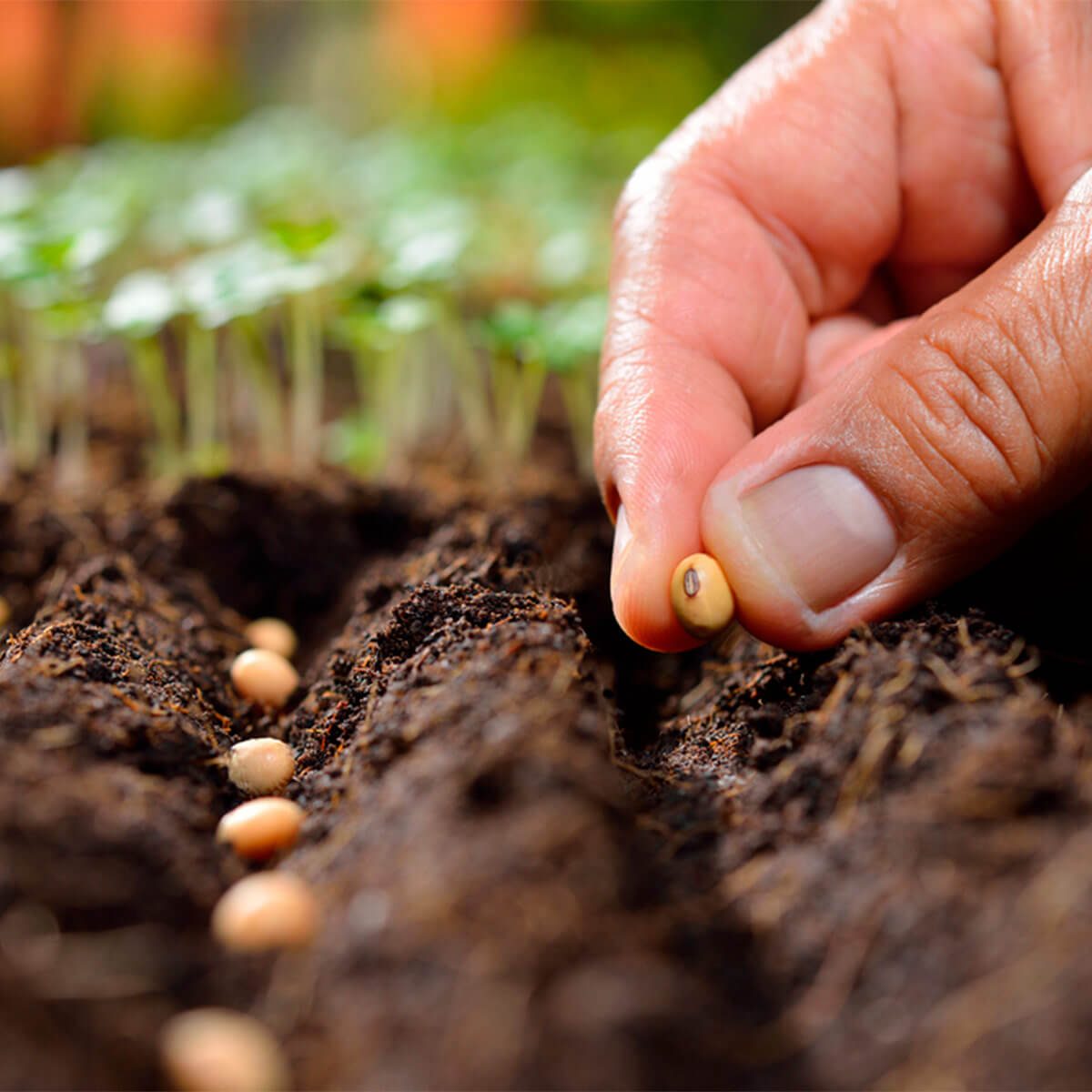 A hand places a seed into a furrowed garden bed, surrounded by young green seedlings in soft, dark soil under a blurred, vibrant background.