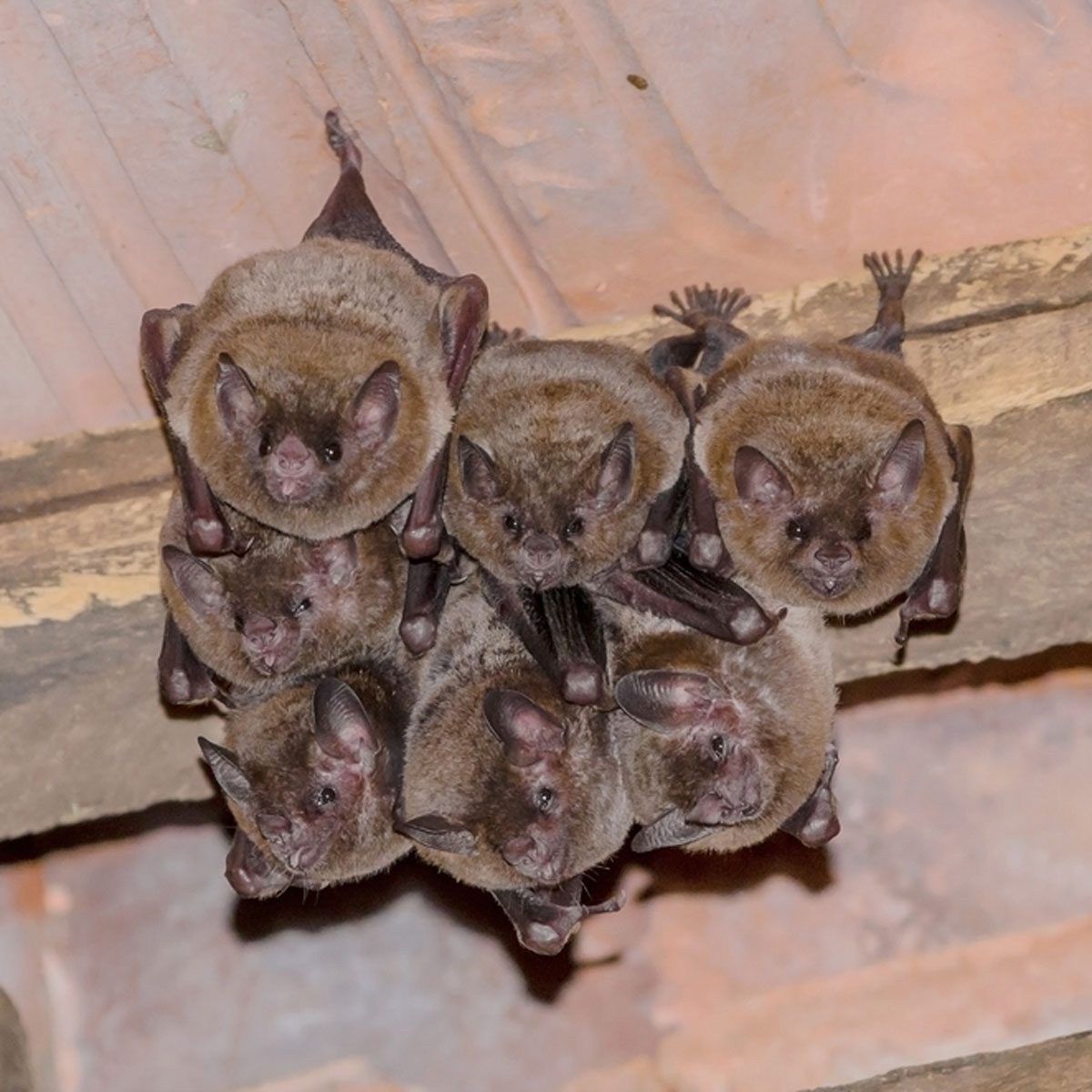 bats