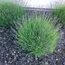 These Plants Will Keep Bugs Out Of Your Garden