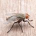 How To Get Rid of Cluster Flies