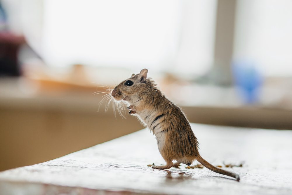 mouse