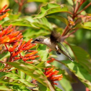 A hummingbird hovers near vibrant orange flowers, probing them with its beak amidst lush green foliage in a sunny environment.