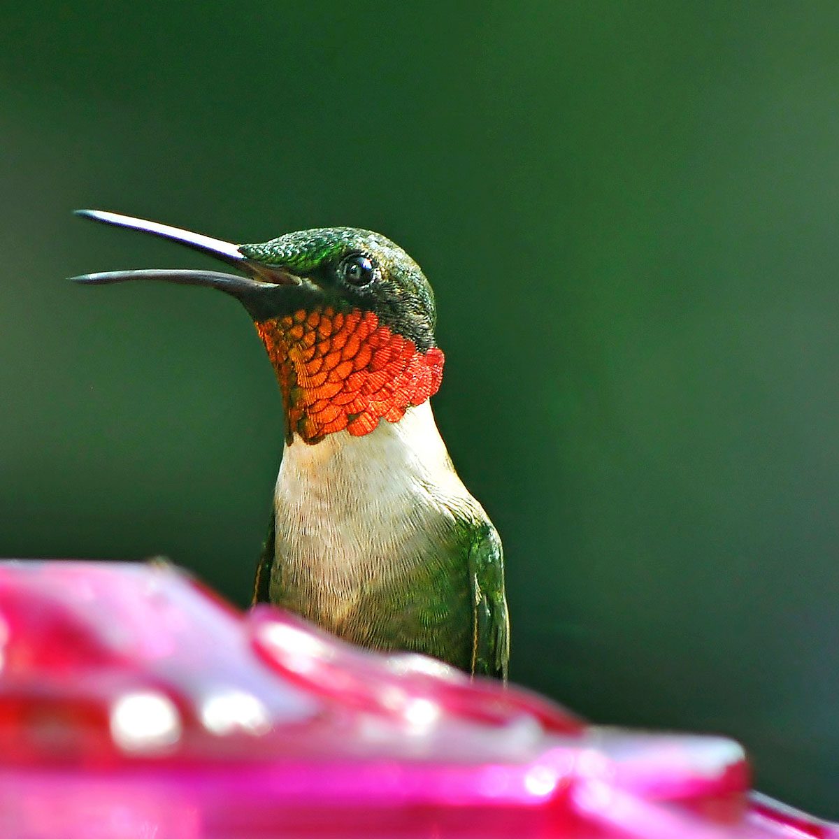 bird