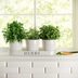 10 Best Herb Garden Planters and Kits of 2025
