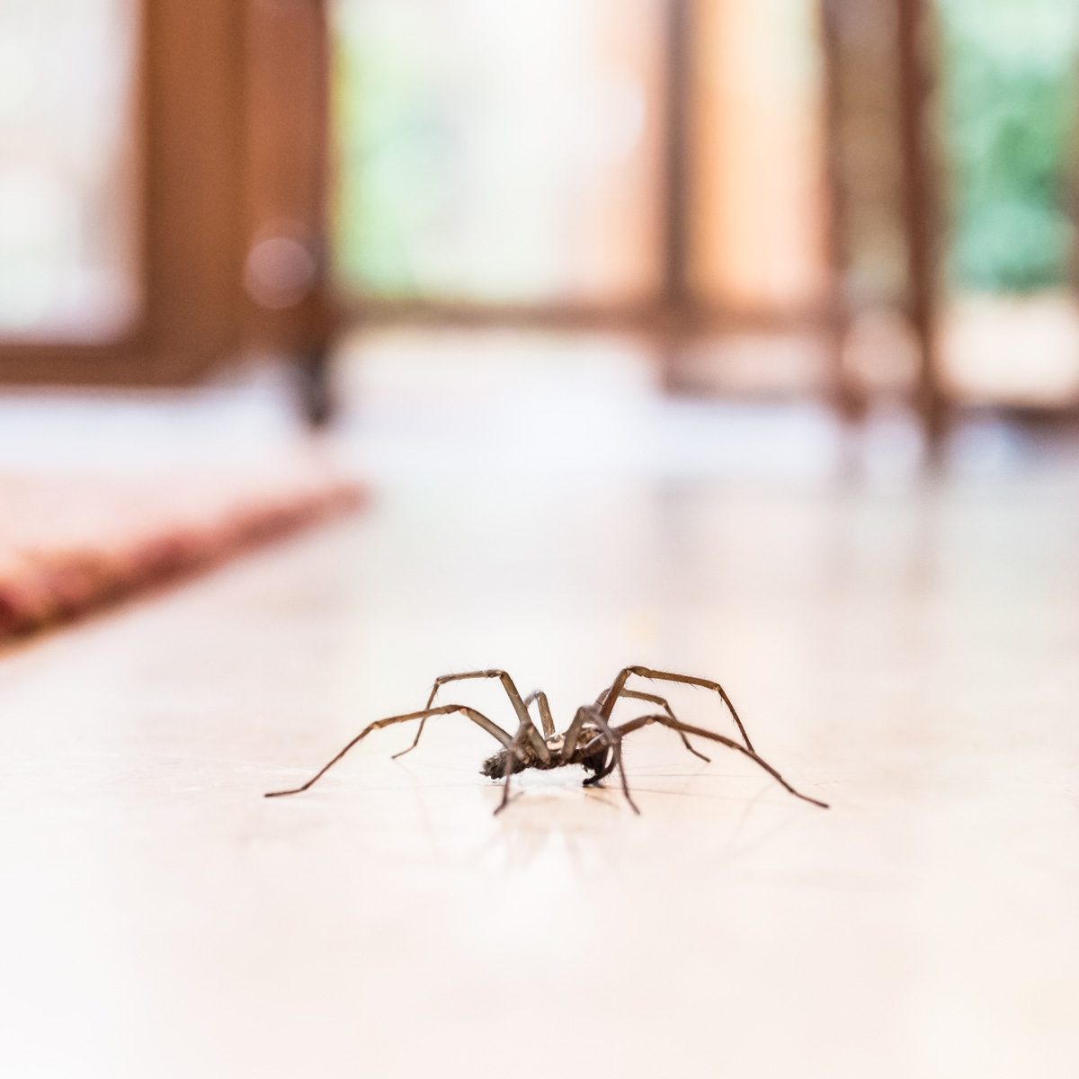 Here’s Why You Should Never Kill A Spider