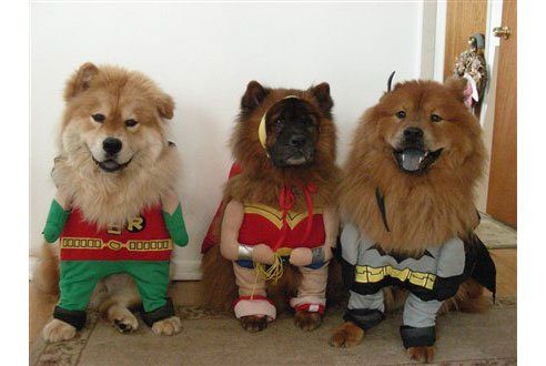Three dogs dressed as superheroes stand side by side on a rug, showcasing their costumes in a cheerful indoor setting.