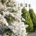 How To DIY a Flocked Christmas Tree