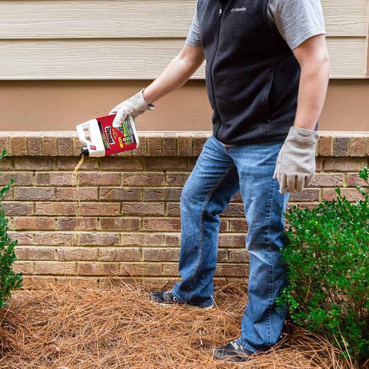 A person in gloves pours liquid from a container onto mulch near a brick wall, surrounded by green shrubs, in a residential outdoor setting.