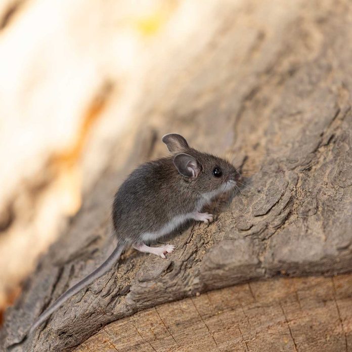 Deer mouse