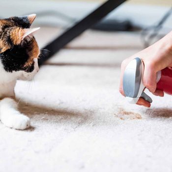 A person sprays a cleaning solution onto a stained area of a carpet while a calico cat watches curiously nearby.
