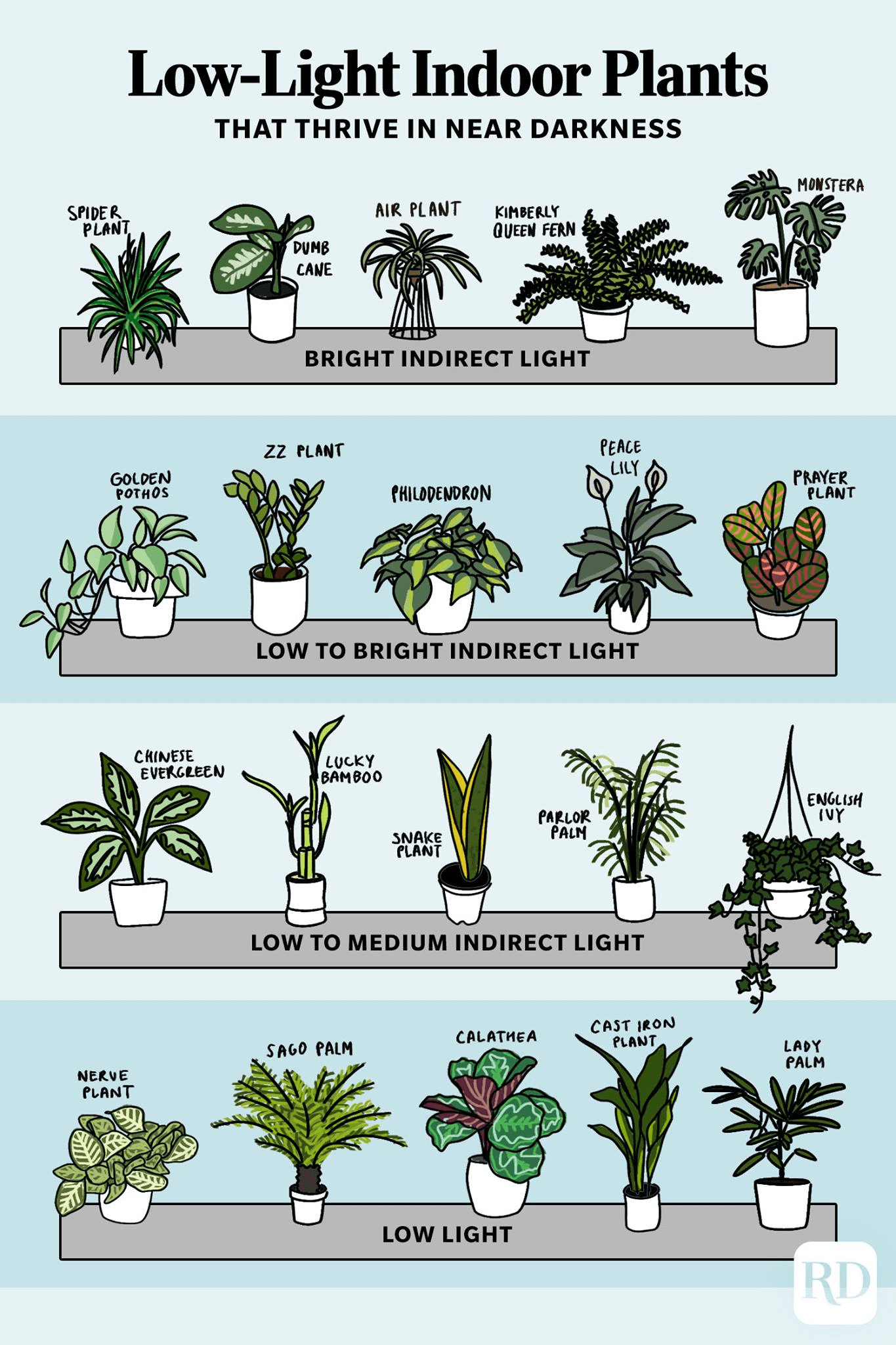 23 Low-Light Indoor Plants That Thrive in Near Darkness