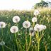 12 Invasive Plants You Don’t Want in Your Yard