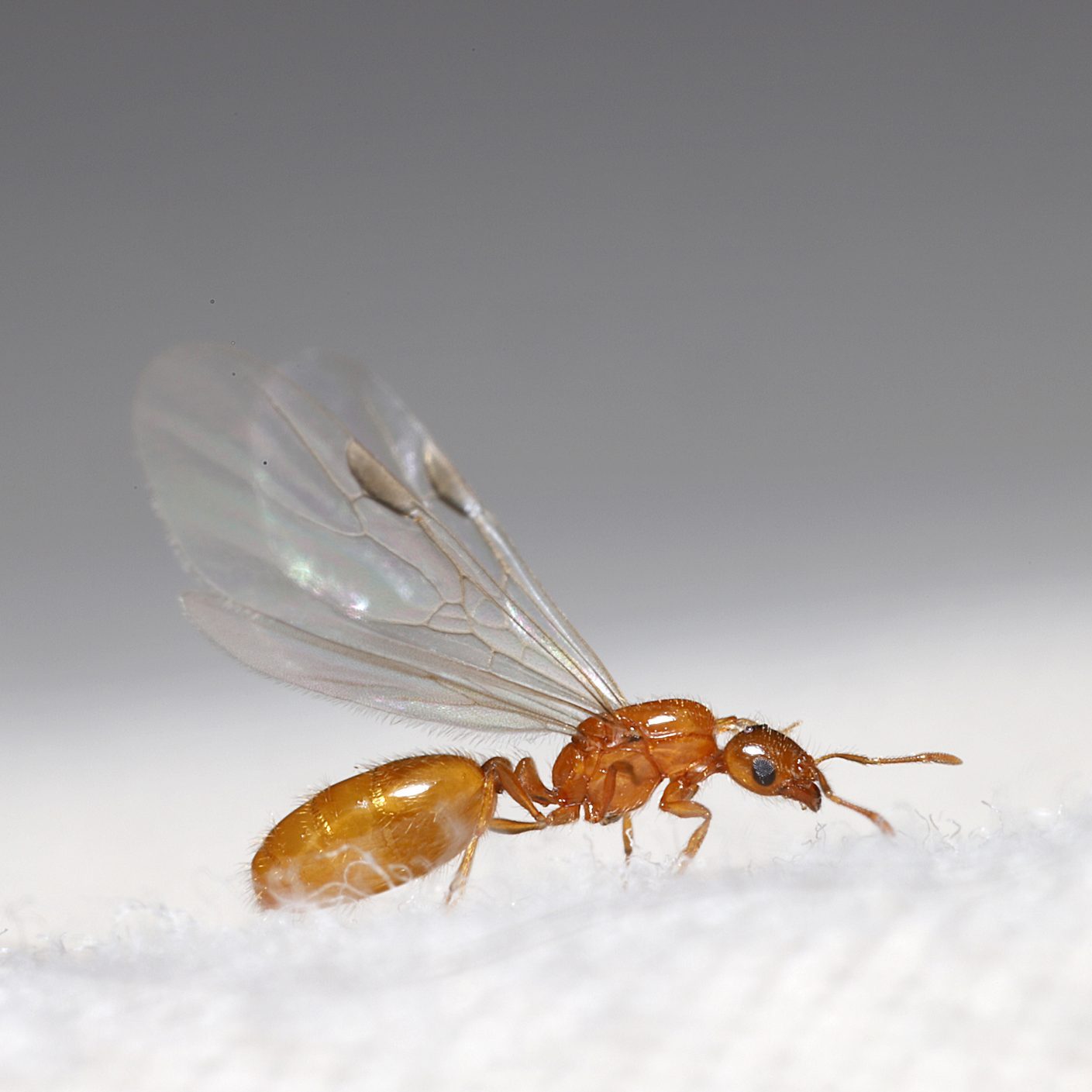 flying ant close up