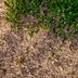 How to Plant Grass Seed in Fall for a Healthier Lawn