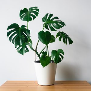 A potted plant with large green leaves stands on a wooden table against a plain white wall, displaying vibrant foliage in a minimalist environment.