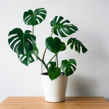 A potted plant with large green leaves stands on a wooden table against a plain white wall, displaying vibrant foliage in a minimalist environment.