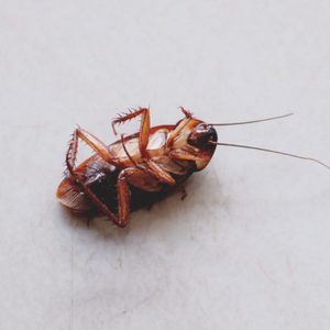 A cockroach lies on its back, motionless, on a light-colored surface, with its legs and antennae visible against the plain background.