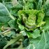 Homeowner's Guide to Garden Pest Control