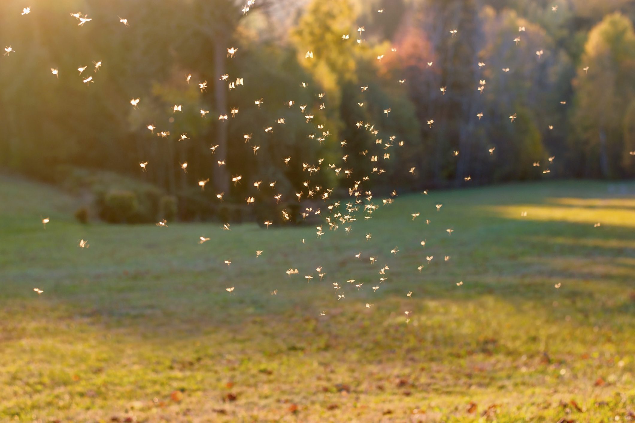 10 Misunderstood Insect Pests in Your Yard