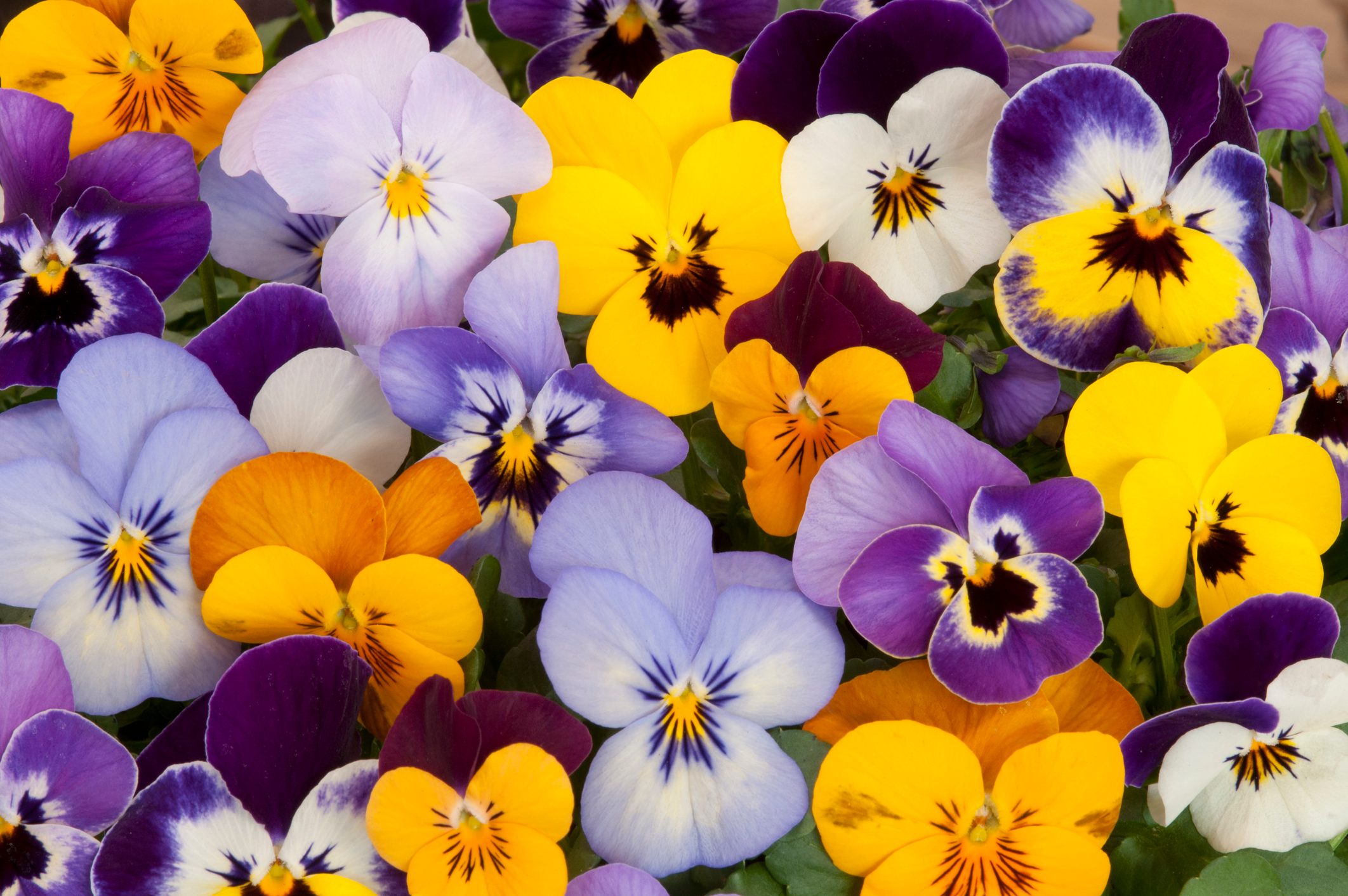 Growing Pansies the Right Way