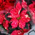 The Indigenous History of the Cuetlaxochitl— AKA the Poinsettia
