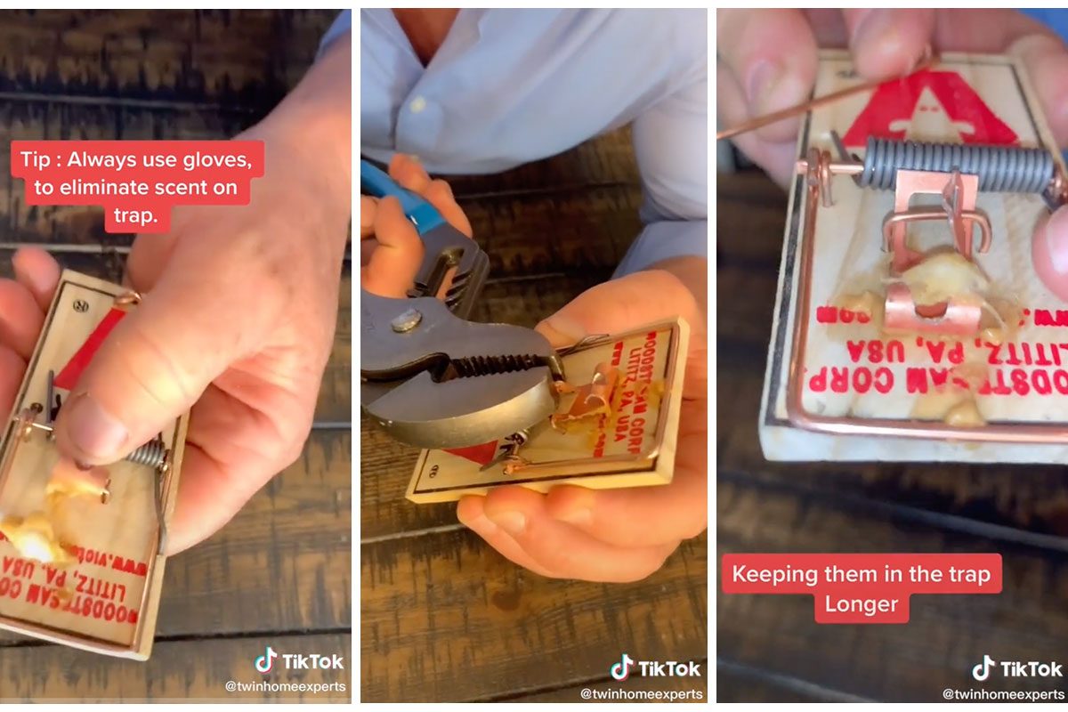 Mouse Traps Not Working? Here’s What You Need to Do