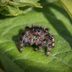 10 of the Most Common Types of House Spiders