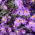 10 Short Flowers That Won't Crowd Small Gardens