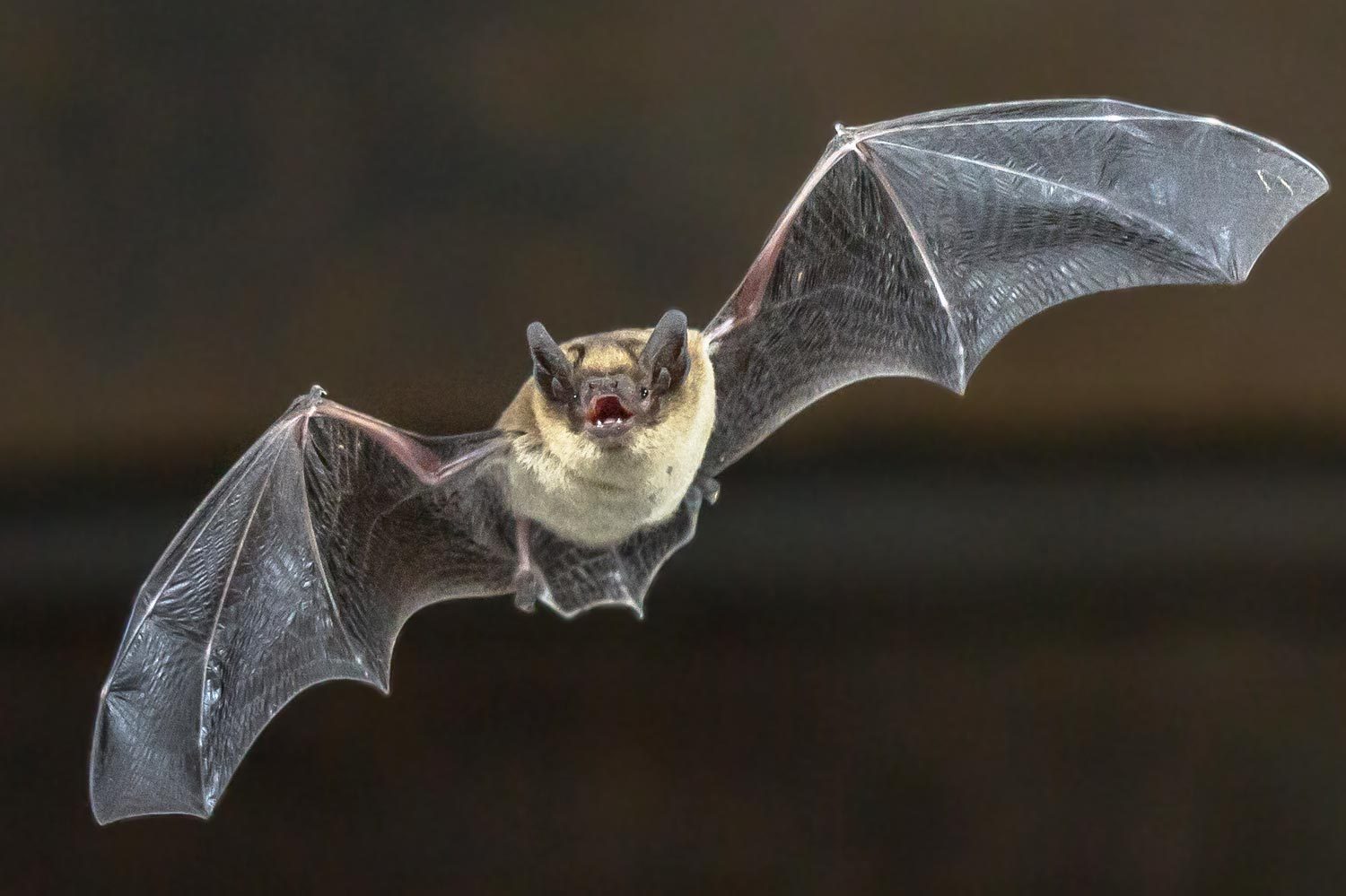 Do Bats Carry Rabies?