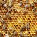 Here's Why You Shouldn't Put Up Honeybee Hives