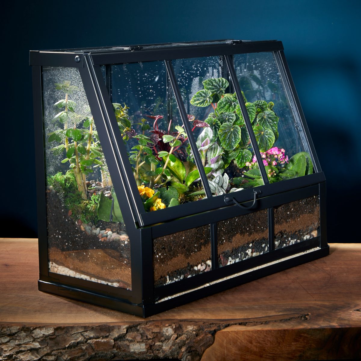 How To Make a Terrarium