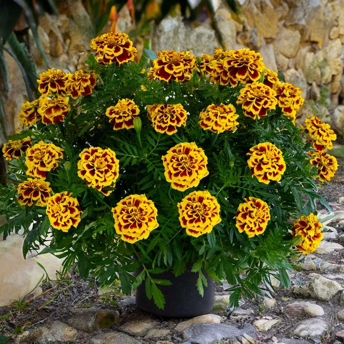 Marigoldmangotango2