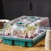 How to Start Seeds Indoors in 8 Simple Steps