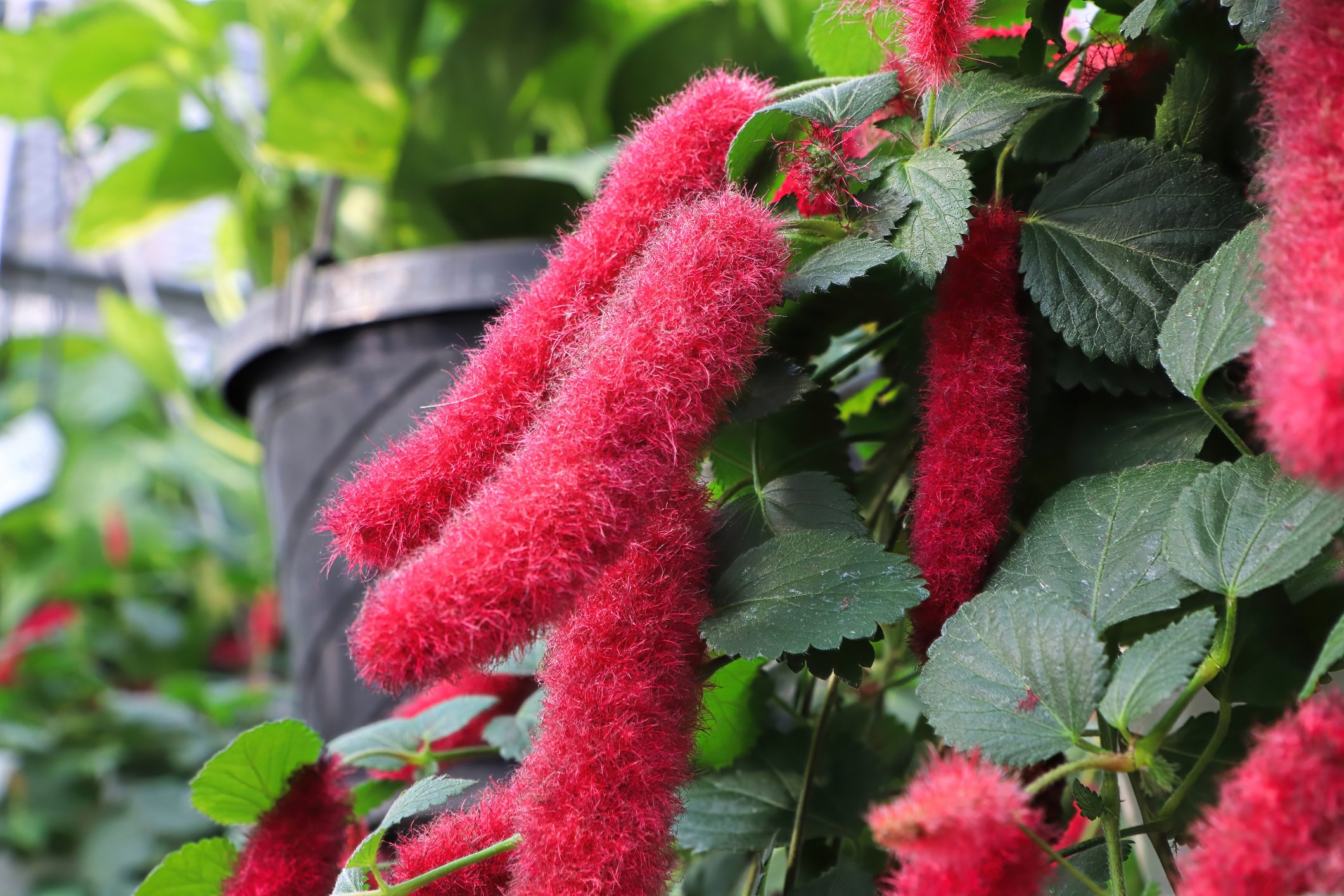 If You See This Red Fuzzy Plant, This Is What It Is