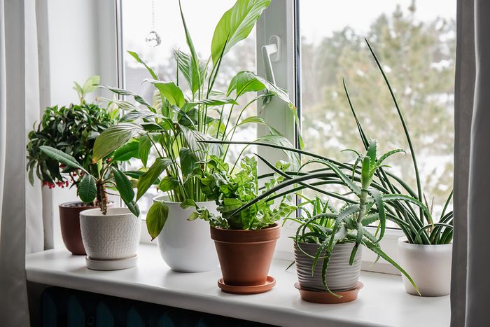 Lot of houseplants growing on window sill