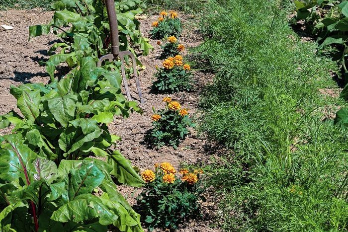 Getty 1411068601 Resize Recolor Crop Dh Fhm Trap Plant Companion Planting Hack