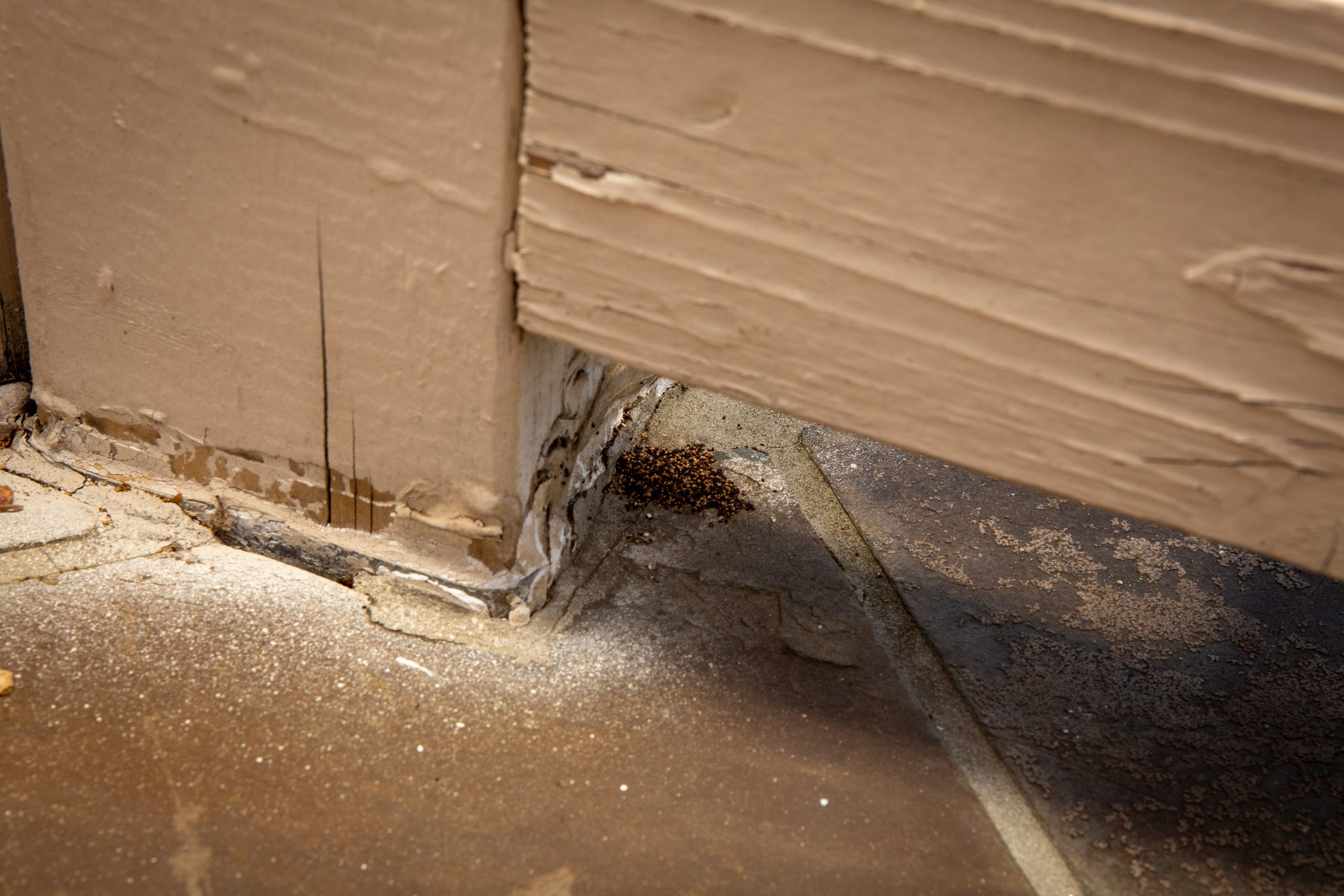 Small Proof of termite infestation