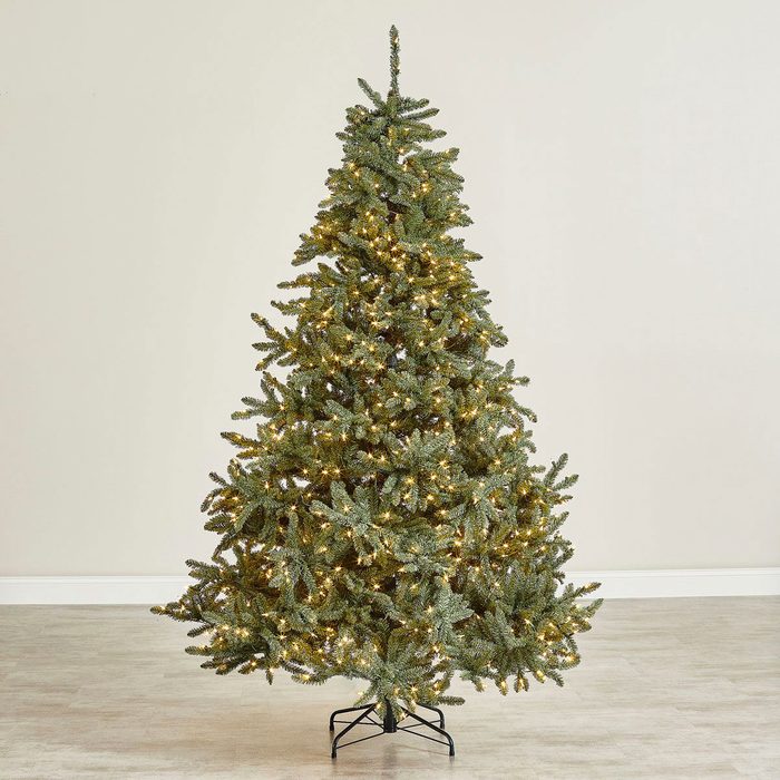 Classic Blue Spruce