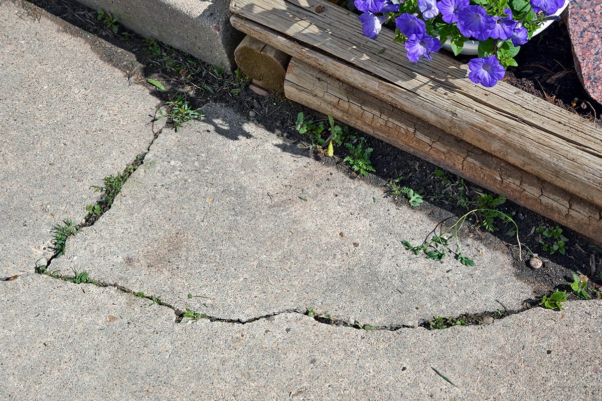 A cracked concrete sidewalk with grass growing in the gaps next to a wooden bench and a pot of purple flowers.